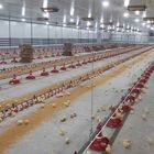 Broiler Breeder Automated Poultry Feeding System