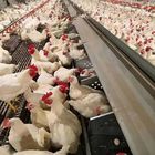 Broiler Breeder Automated Poultry Feeding System