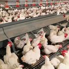 Chain Feeding System Chicken Breeding Equipment