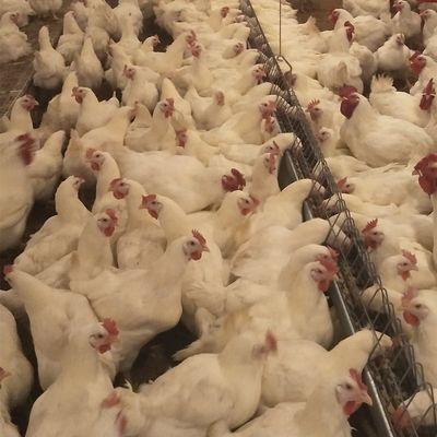 بيت الدجاج التجاري معدات الدواجن نظام مربي الأرض لتربية الفروج