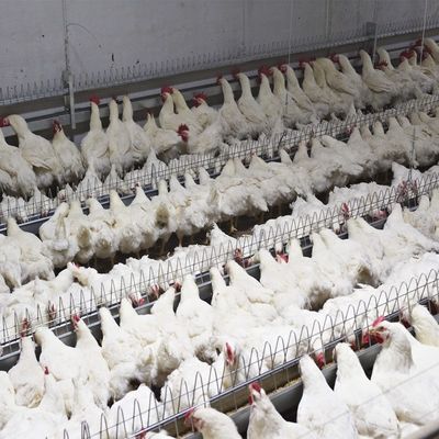 معدات تربية الدواجن عموم نظام التغذية التلقائي مربي شرب الدجاج الأم
